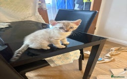 Bengal cats for sale: Adorable snow Bengals. - Image 11