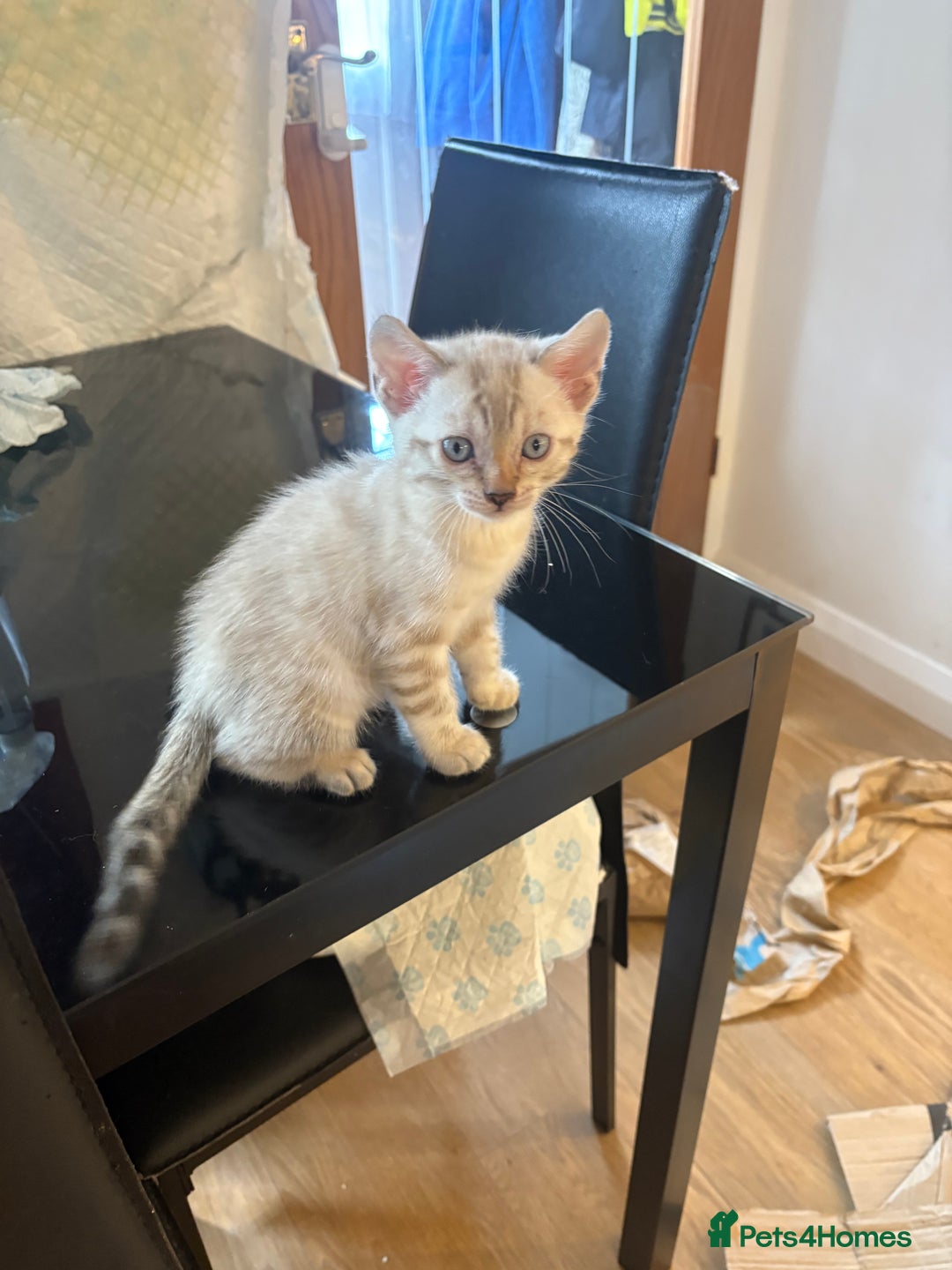 Bengal cats for sale: Adorable snow Bengals. - Image 11