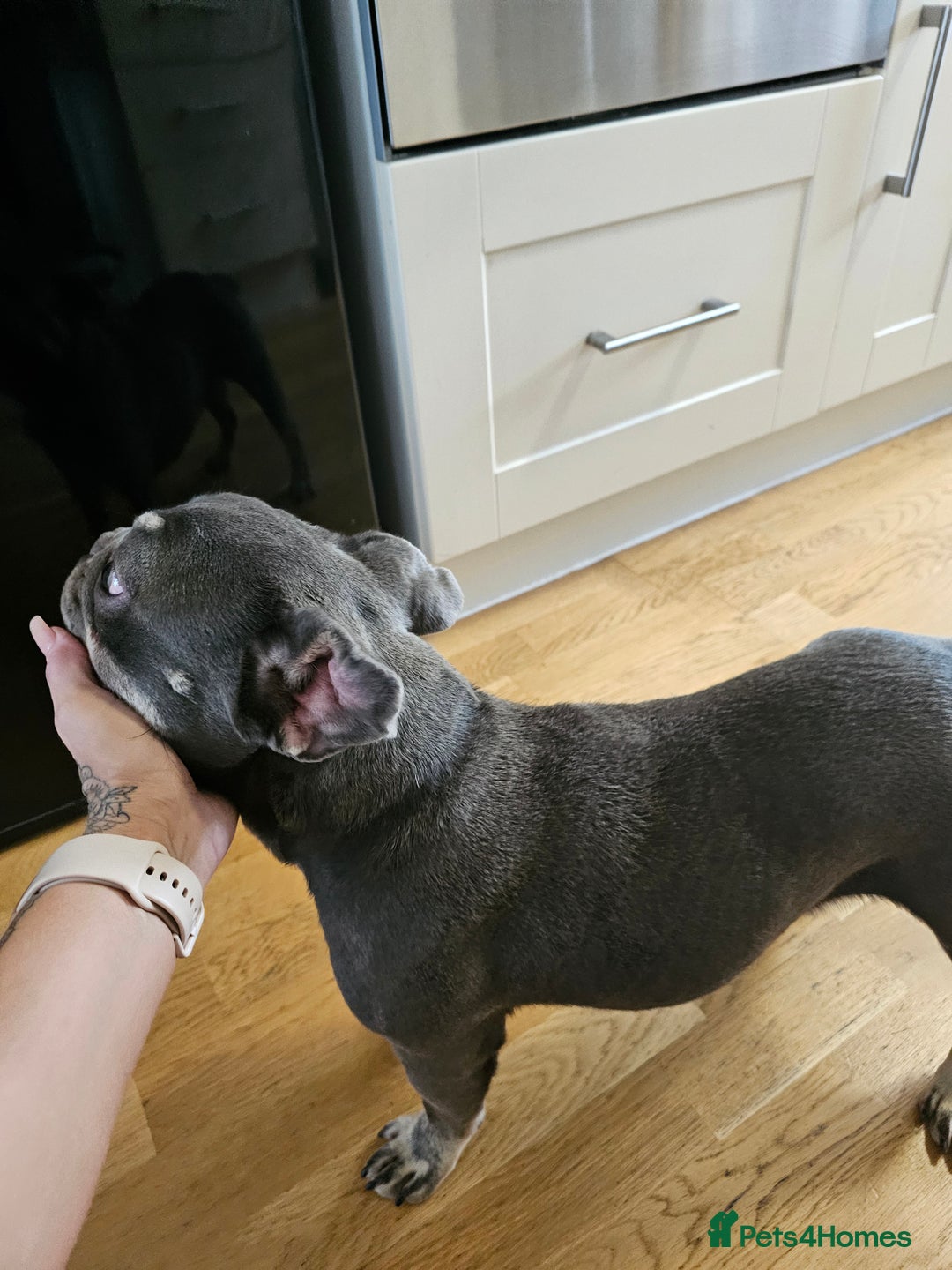 Frug dogs for sale: Peggy the Frug. 1.5years old. - Image 7