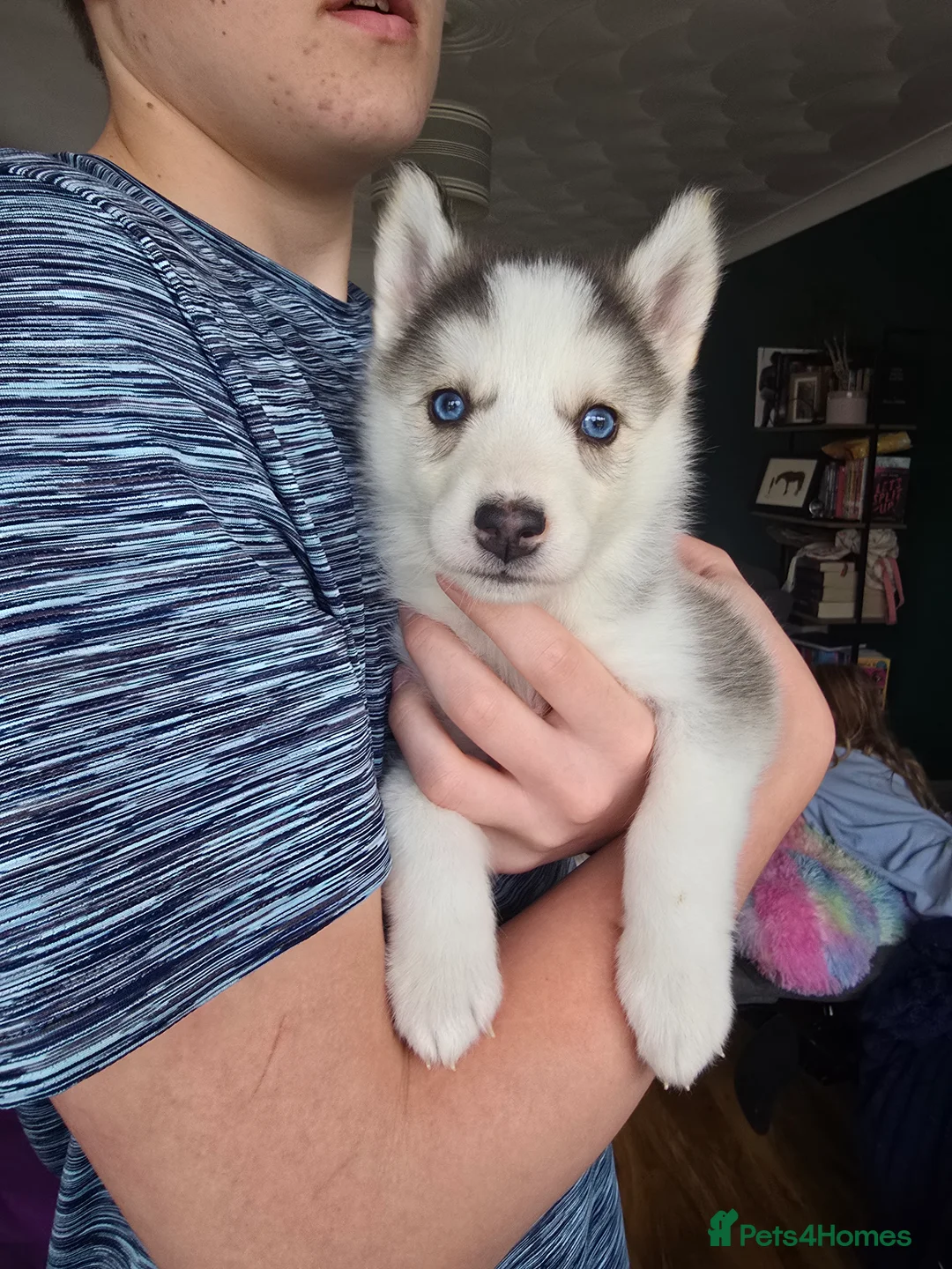 Alaskan Malamute dogs for sale: READY 2 female fluffy pups left - Advert 21