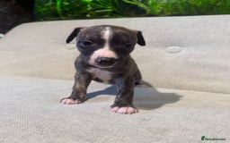 Whippet dogs for sale: KC Registered Whippet Puppies - Image 14