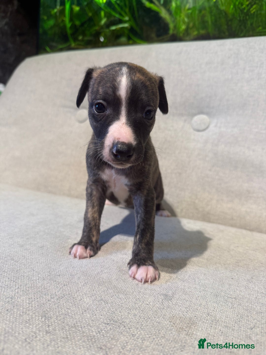 Whippet dogs for sale: KC Registered Whippet Puppies - Image 14
