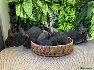Mixed Breed rabbits 2 Bunny’s left & ready to go - Advert 3