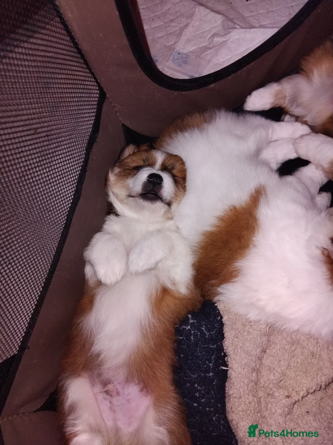 Pomchi dogs for sale: Pomchi puppies - Advert 20