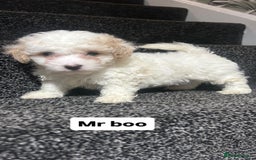 Cockapoo dogs for sale: Stunning toy cockapoo puppies  - Image 7