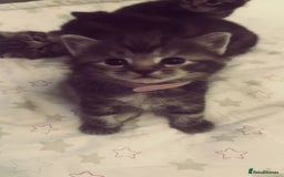 Mixed Breed cats for sale: The Fab Four - Advert 28