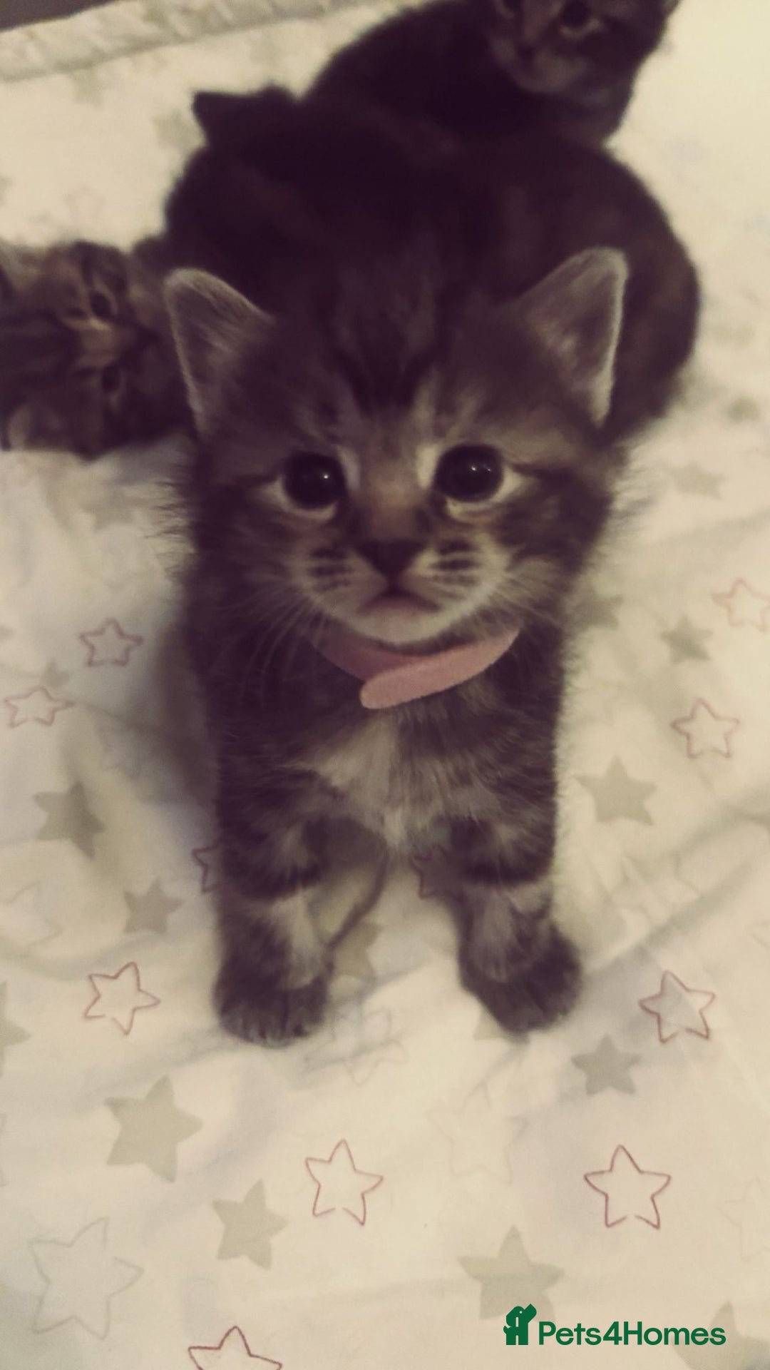 Mixed Breed cats for sale: The Fab Four - Advert 28