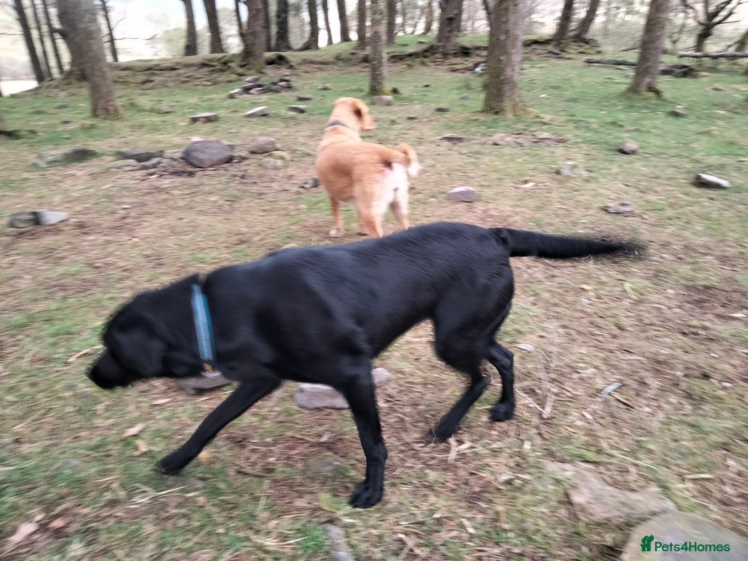 Labrador Retriever dogs for sale: KC Registered Labrador Retriever Puppies in Ross-on-Wye - Image 17