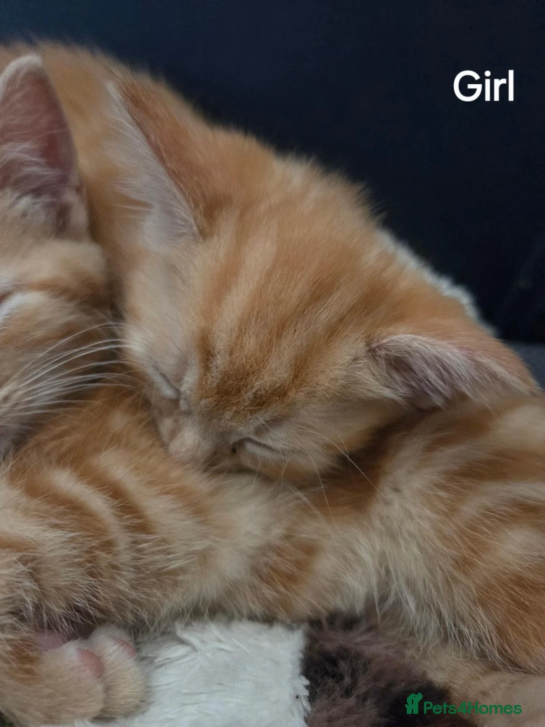 Mixed Breed cats for sale: Ginger Tabby Kittens - Advert 2