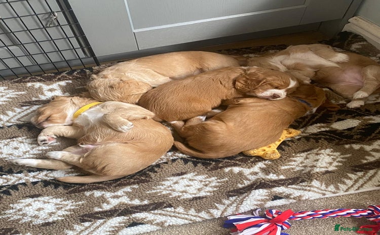 Cocker Spaniel dogs - Advert 6