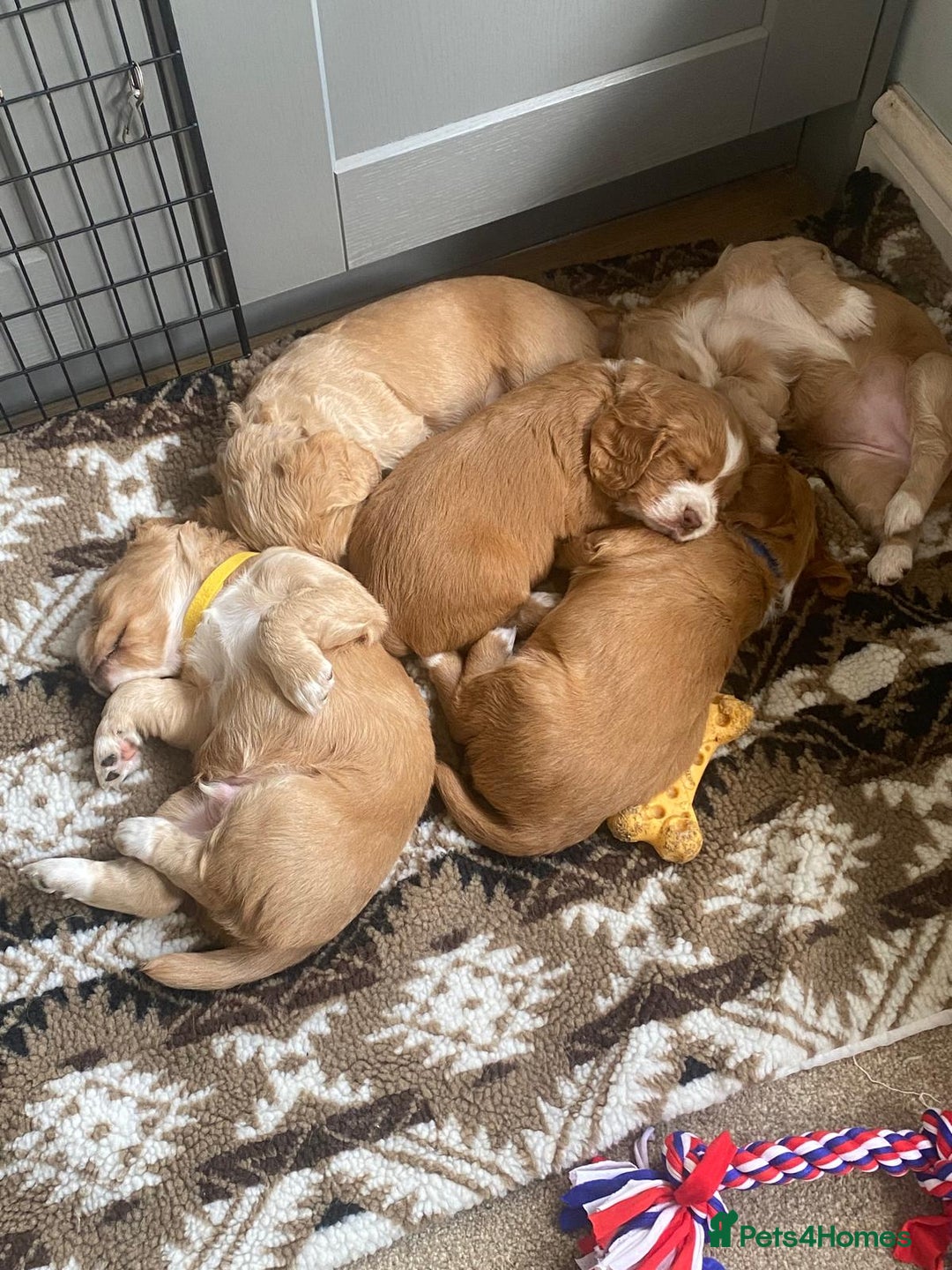 Cocker Spaniel dogs for sale: Golden & Red Working Cocker Spaniel Puppies - Image 1