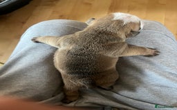 English Bulldog dogs for sale: English bulldogs - Advert 24