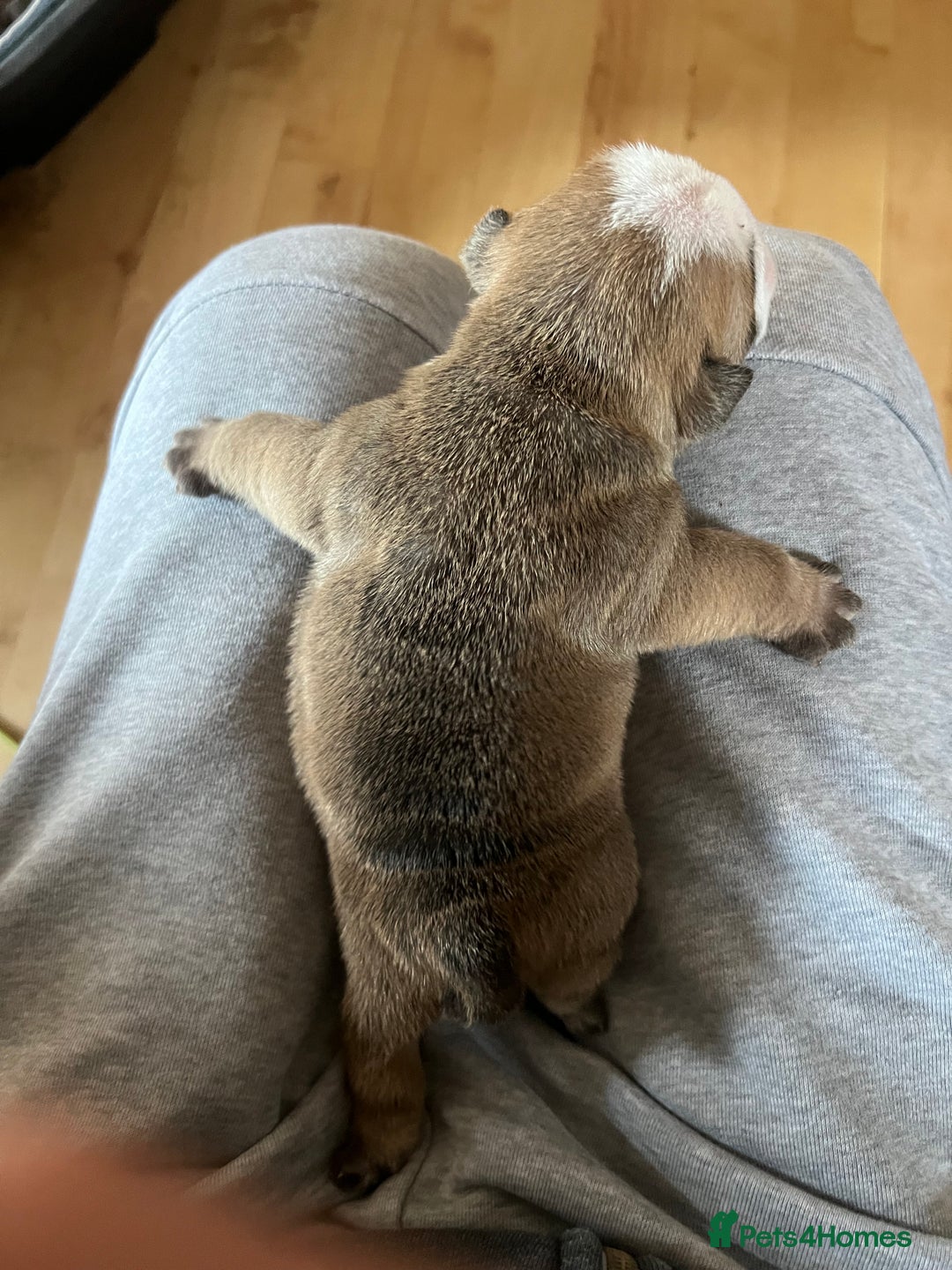 English Bulldog dogs for sale: English bulldogs - Advert 24