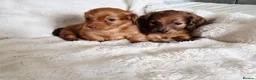 Miniature Dachshund dogs for sale: Longhair miniature dachshund puppys  - Advert 11