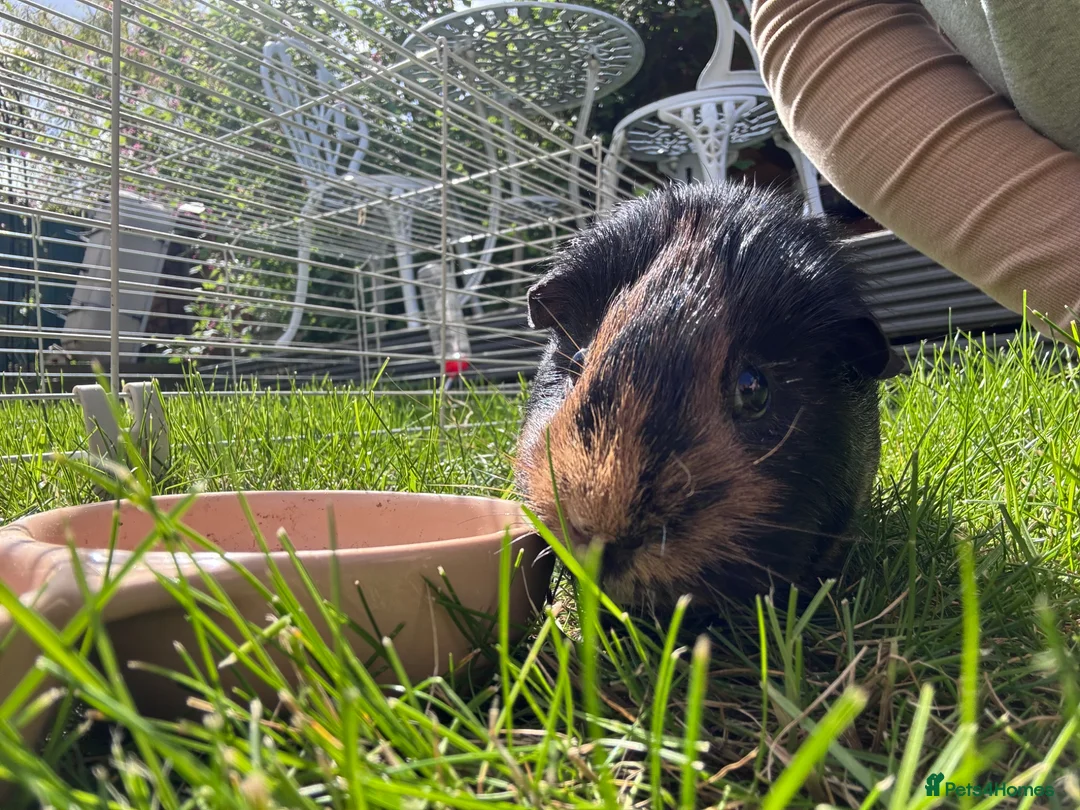 Guinea Pig rodents for sale: 3 guinea pig girls for sale  in Ilkeston - Advert 2
