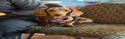 Miniature Dachshund dogs for sale: Chocolate daple miniature dachshund  in Cwmbran - Advert 1