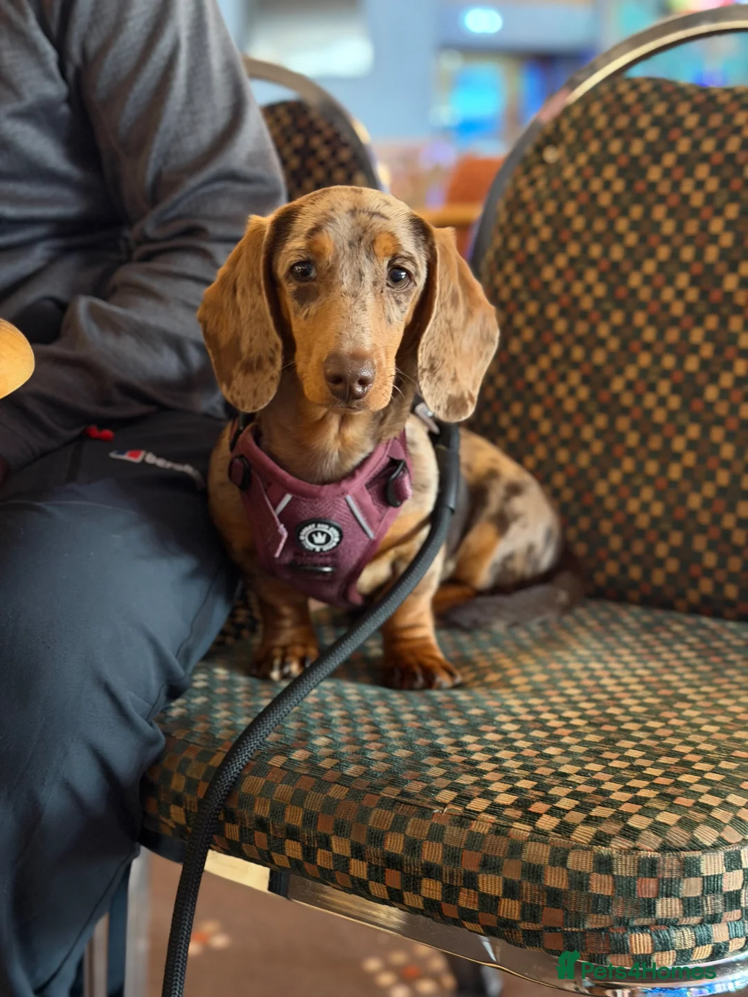 Miniature Dachshund dogs for sale: Chocolate daple miniature dachshund  in Cwmbran - Advert 1