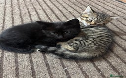 Mixed Breed cats for sale: Lovely kitten - Image 7