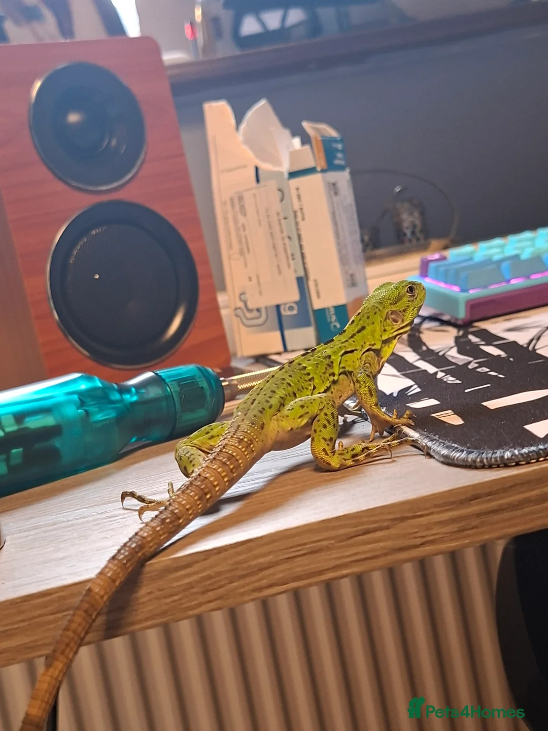 Iguana reptiles for sale: Mexican spiny tailed iguana  in Gloucester - Advert 4