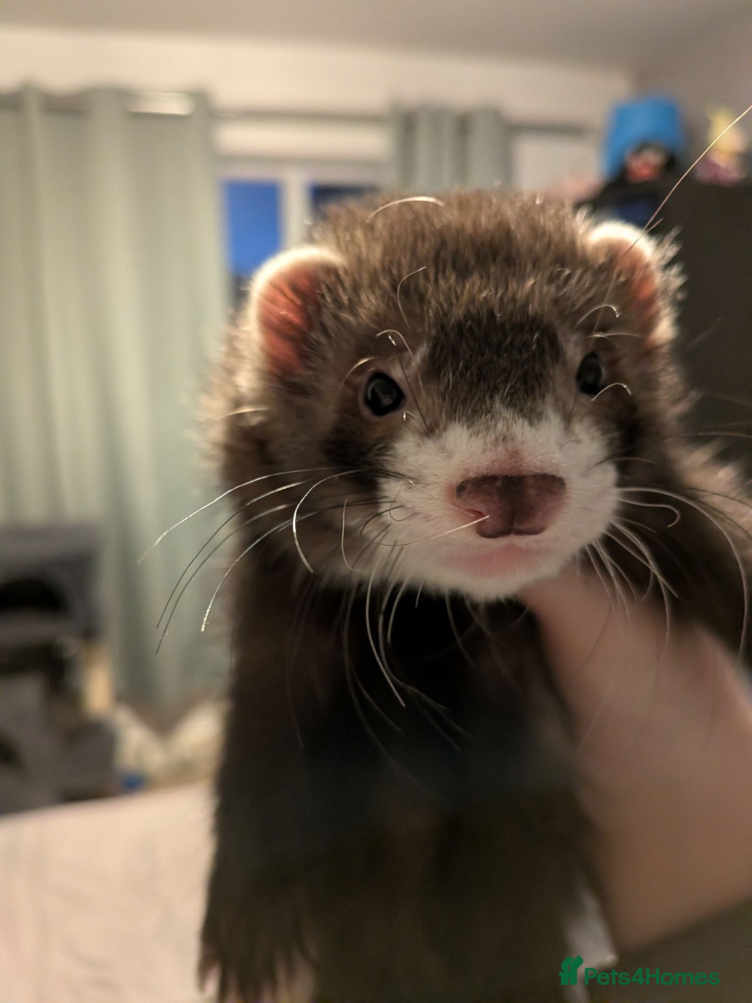 Ferret rodents Ruben. Mostly vaccinated, Semi angora  - Advert 19