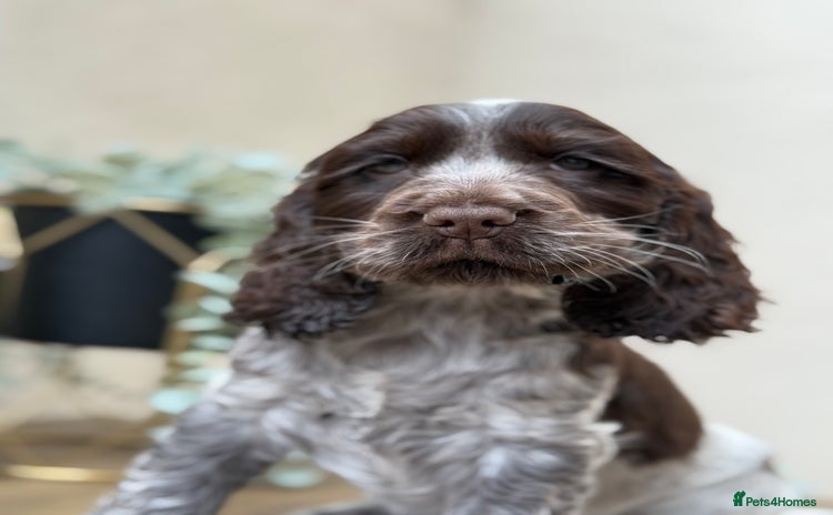 Cocker Spaniel dogs - Advert 4