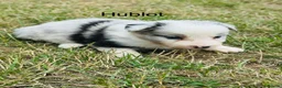 Border Collie dogs for sale: KC Registered Border Collie Puppies For Sale - Advert 8