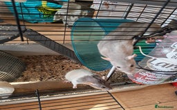 Rat rodents for sale: Female rat family need new home - Image 6