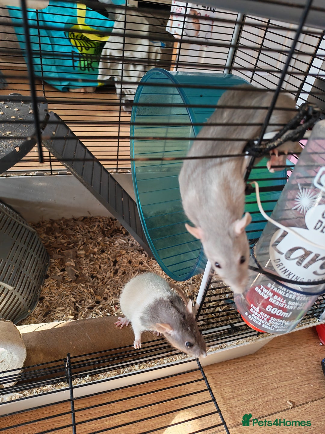 Rat rodents for sale: Female rat family need new home - Image 6