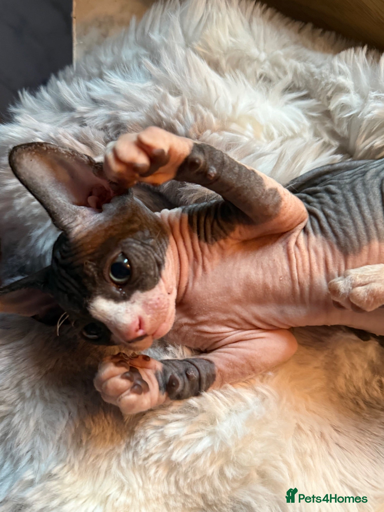 Sphynx cats Sphynx canadian kittens ready niw  - Advert 1