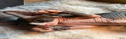 Sphynx cats for sale: Sphynx canadian kittens ready niw  - Advert 14