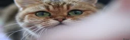 British Shorthair cats for sale: 🌟 Stunning Golden Queen–TICA ACTIVE Registered 🌟 - Advert 21