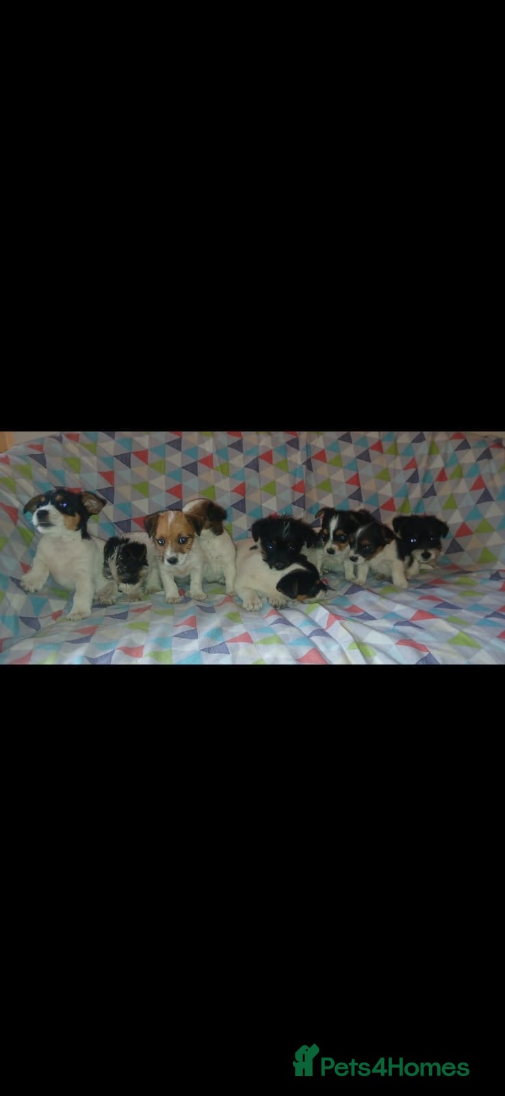 Jack Russell dogs Jack Russel puppies  - Advert 2