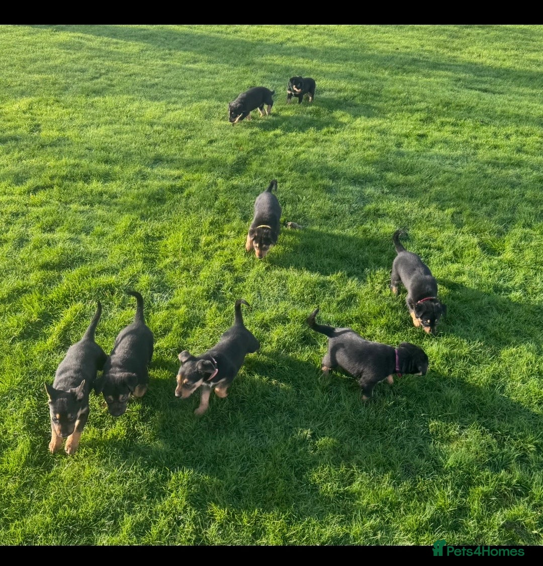 Huntaway dogs for sale: Huntaway Puppies For Sale   - Advert 3