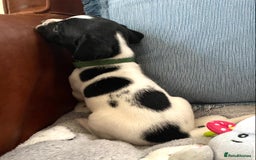 Springador dogs for sale: STUNNING SPRINGADOR PUPPIES  - Image 33