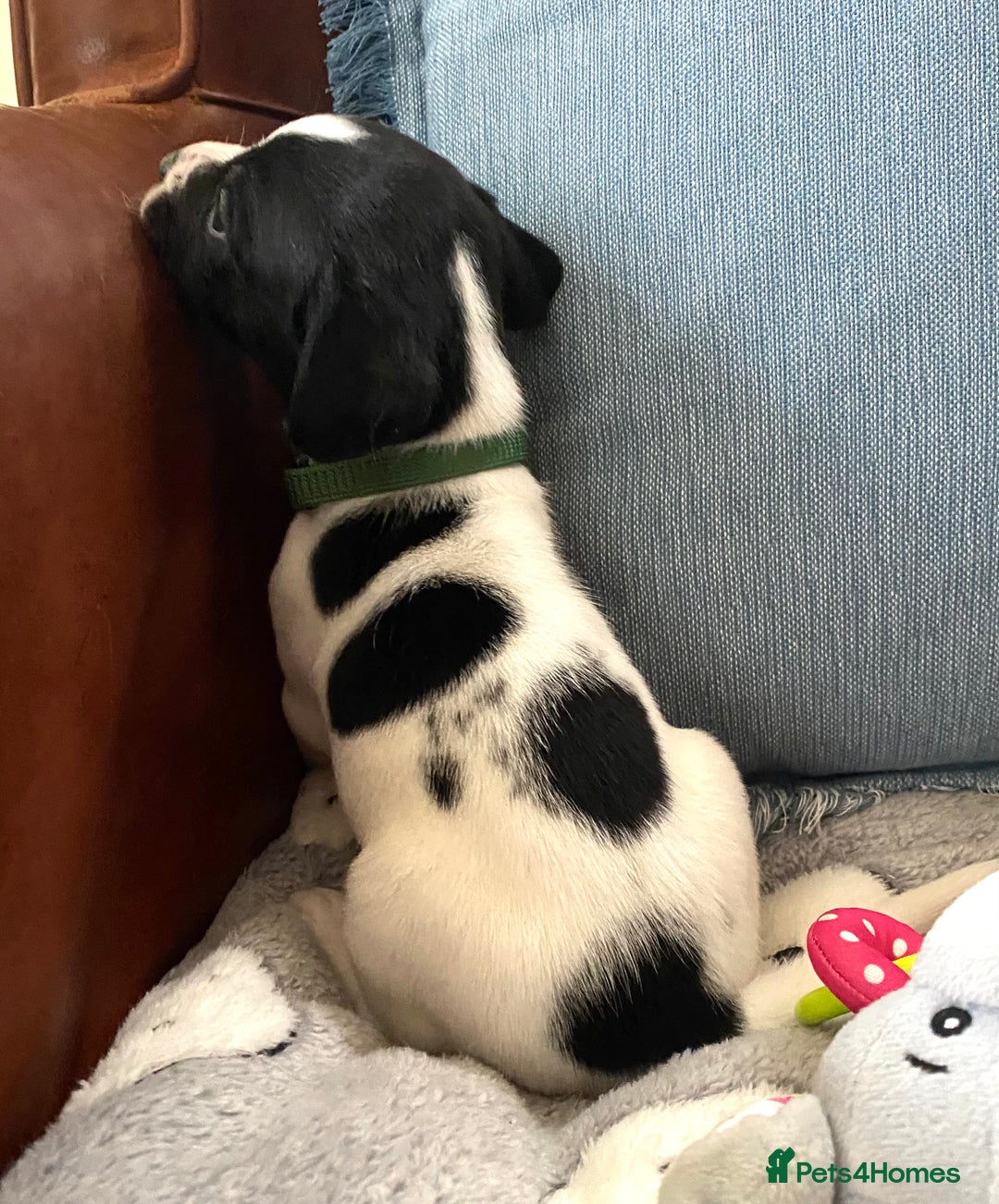 Springador dogs for sale: STUNNING SPRINGADOR PUPPIES  - Image 33