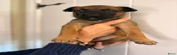 Belgian Shepherd Dog dogs for sale: Belgian Malinois Puppies – £1200 – Reigate, Surrey - Advert 19