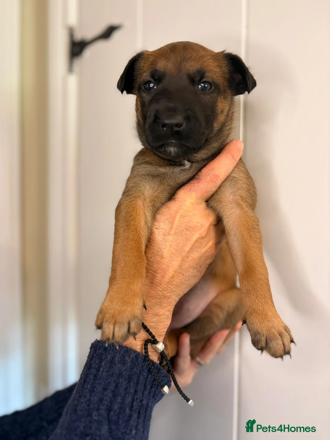 Belgian Shepherd Dog dogs for sale: Belgian Malinois Puppies – £1200 – Reigate, Surrey - Advert 19