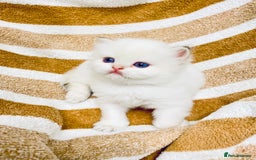 British Longhair cats for sale: 🐾🤩❤️Gold Angels - tiny stars 🐾❤️🐱 - Image 34