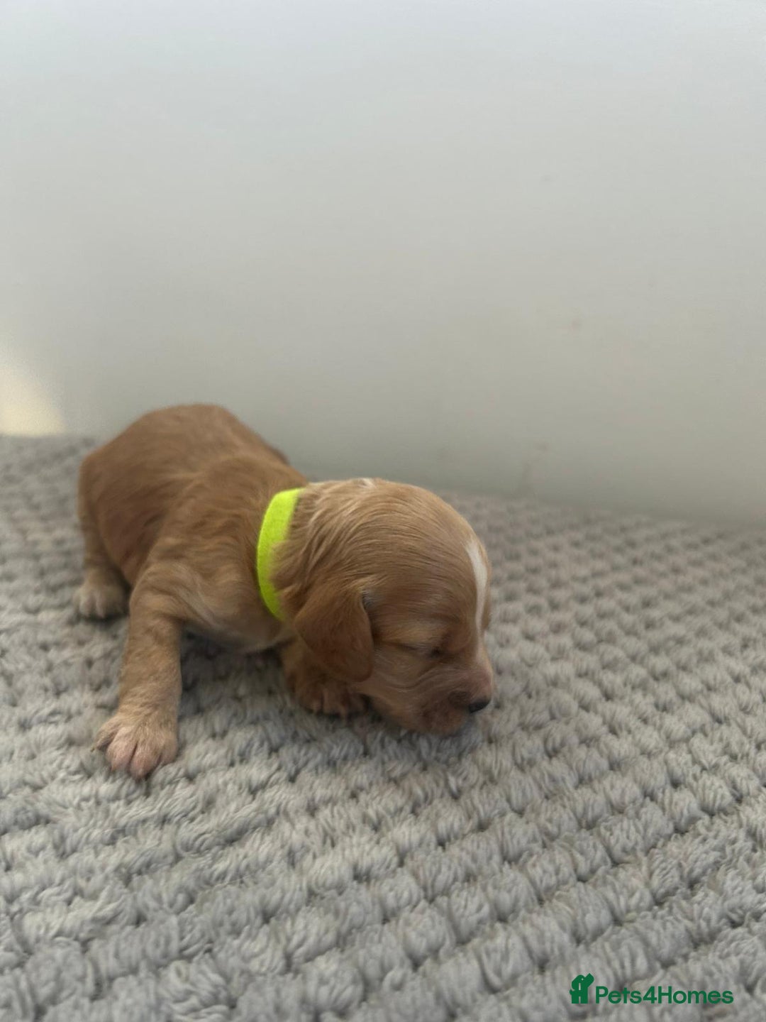 Mixed Breed dogs for sale: Apricot Cockapoo puppies ready to leave 6th march  - Advert 30