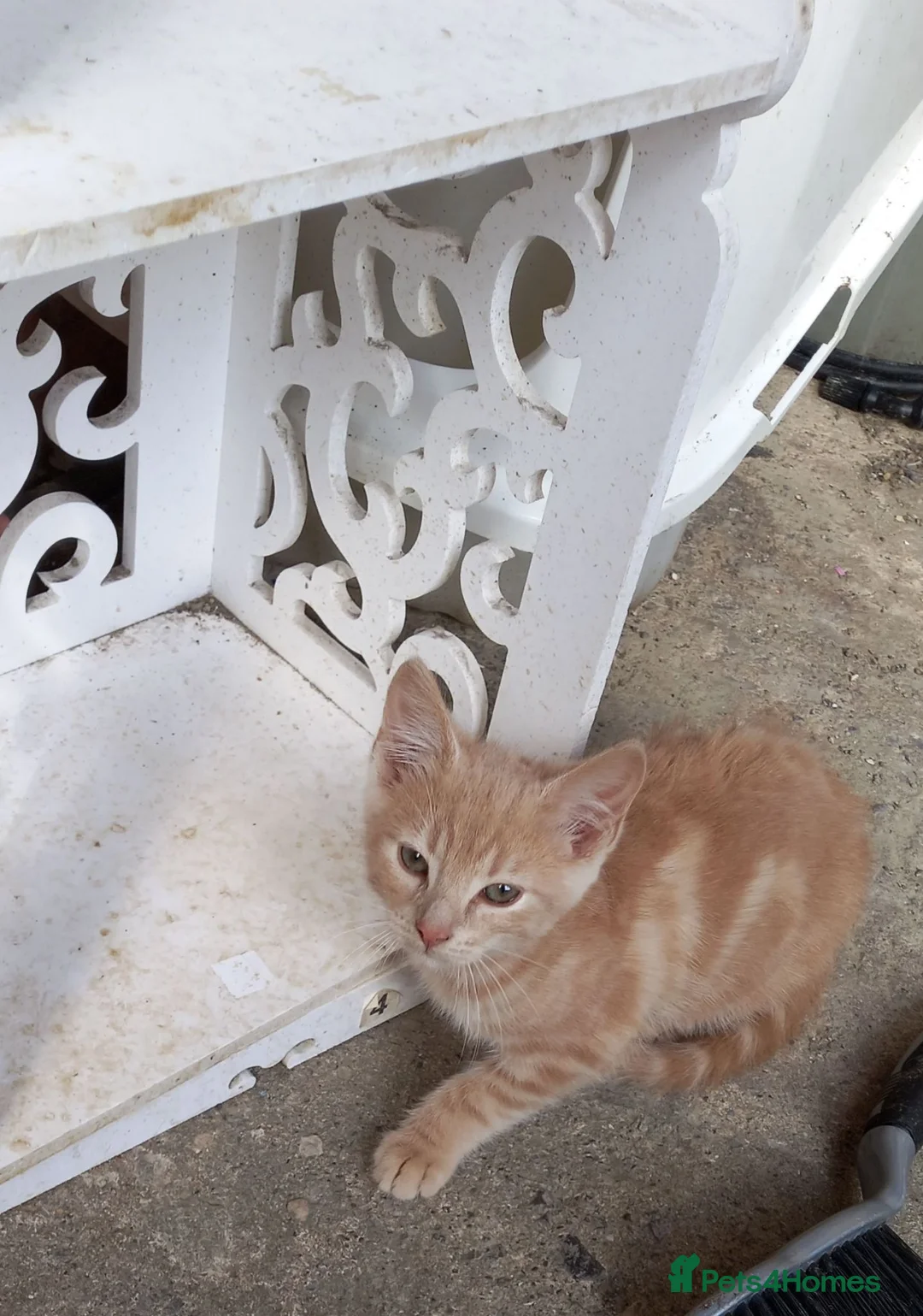 Mixed Breed cats for sale: Kitten - Advert 3