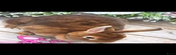 Rex rabbits for sale: Cinnamon Mini Rex Doe Available  - Advert 3