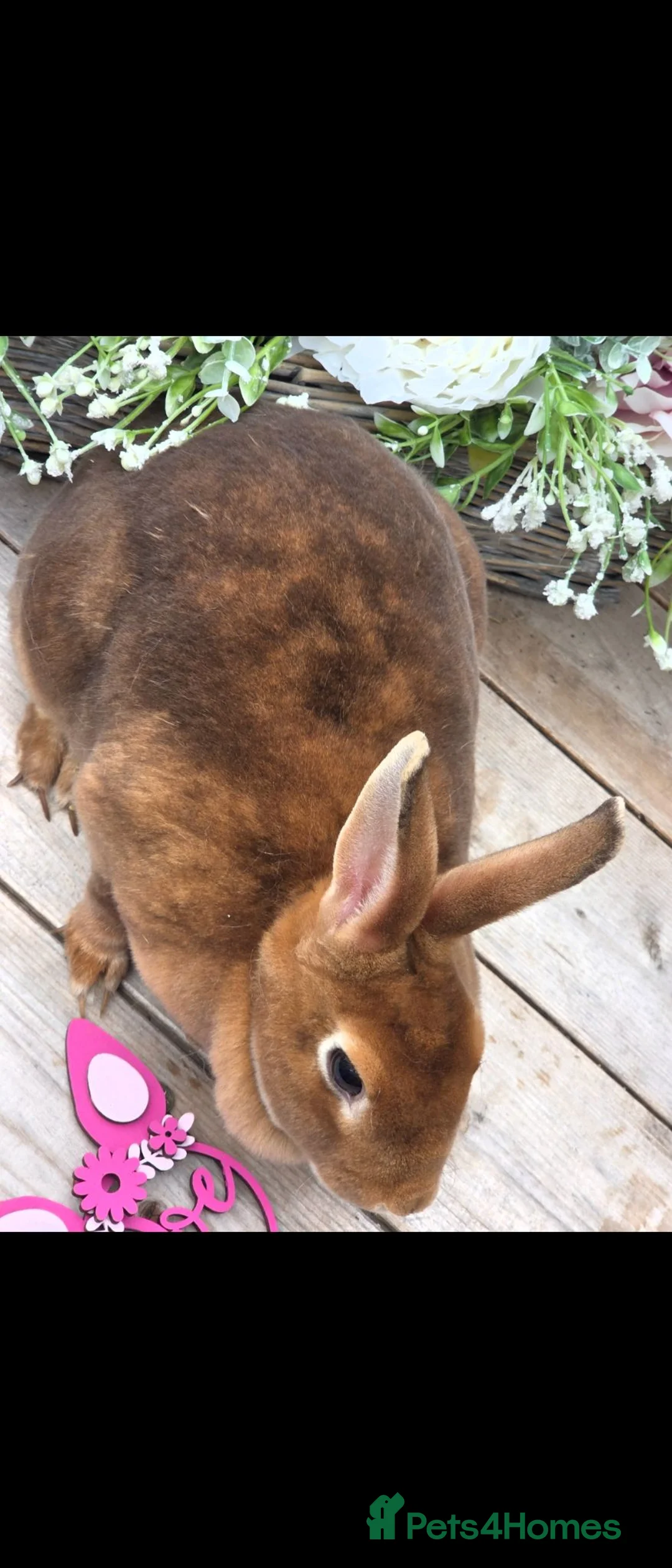 Rex rabbits for sale: Cinnamon Mini Rex Doe Available  - Advert 3