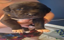 Mixed Breed dogs for sale: Canecorxer cross golden retriever  - Image 5