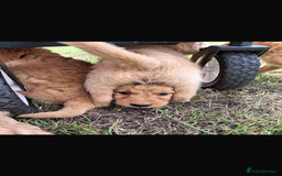 Mini Goldendoodle dogs for sale: F1 Goldendoodle puppies  - Image 24