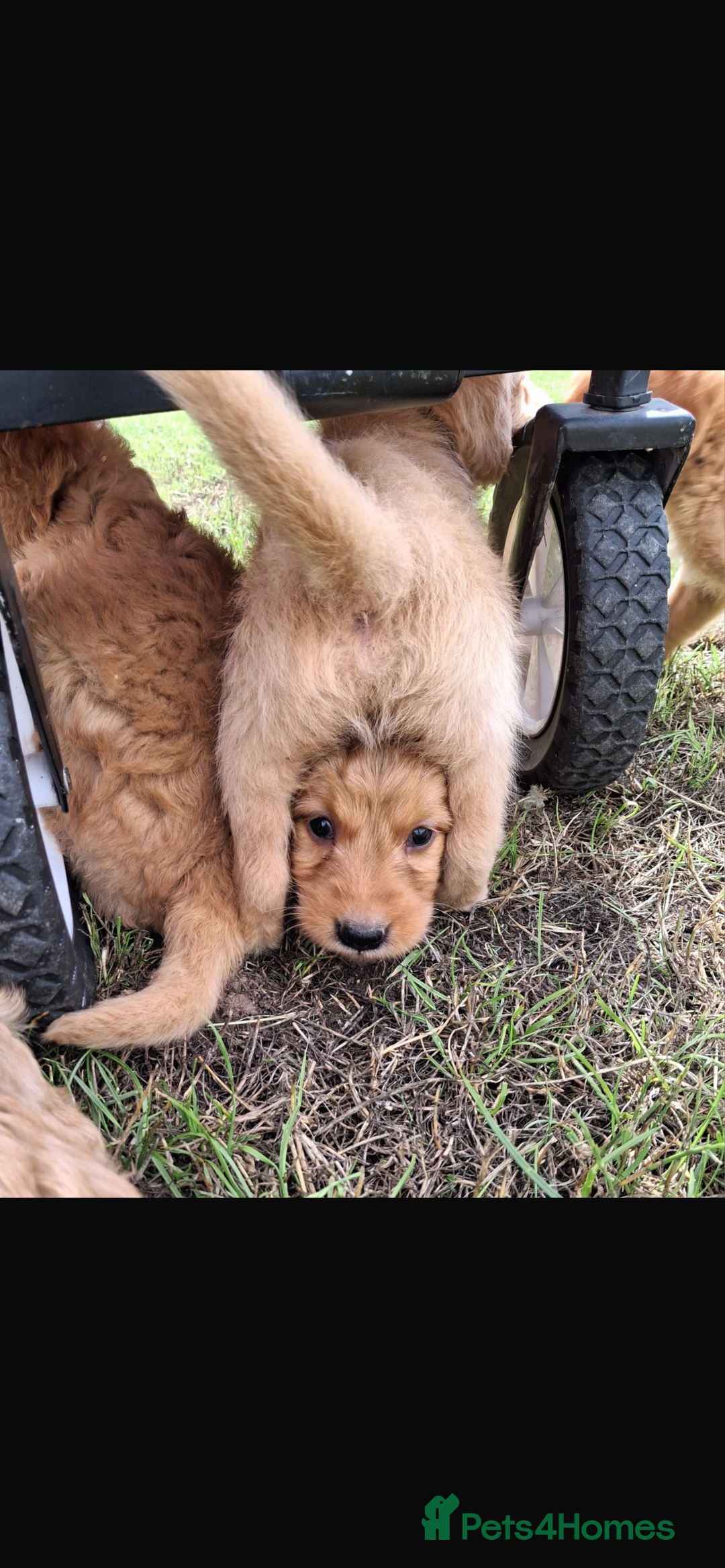Mini Goldendoodle dogs for sale: F1 Goldendoodle puppies  - Image 24