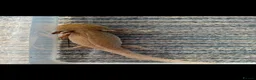 Axolotl reptiles for sale: Axolotl  - Advert 3