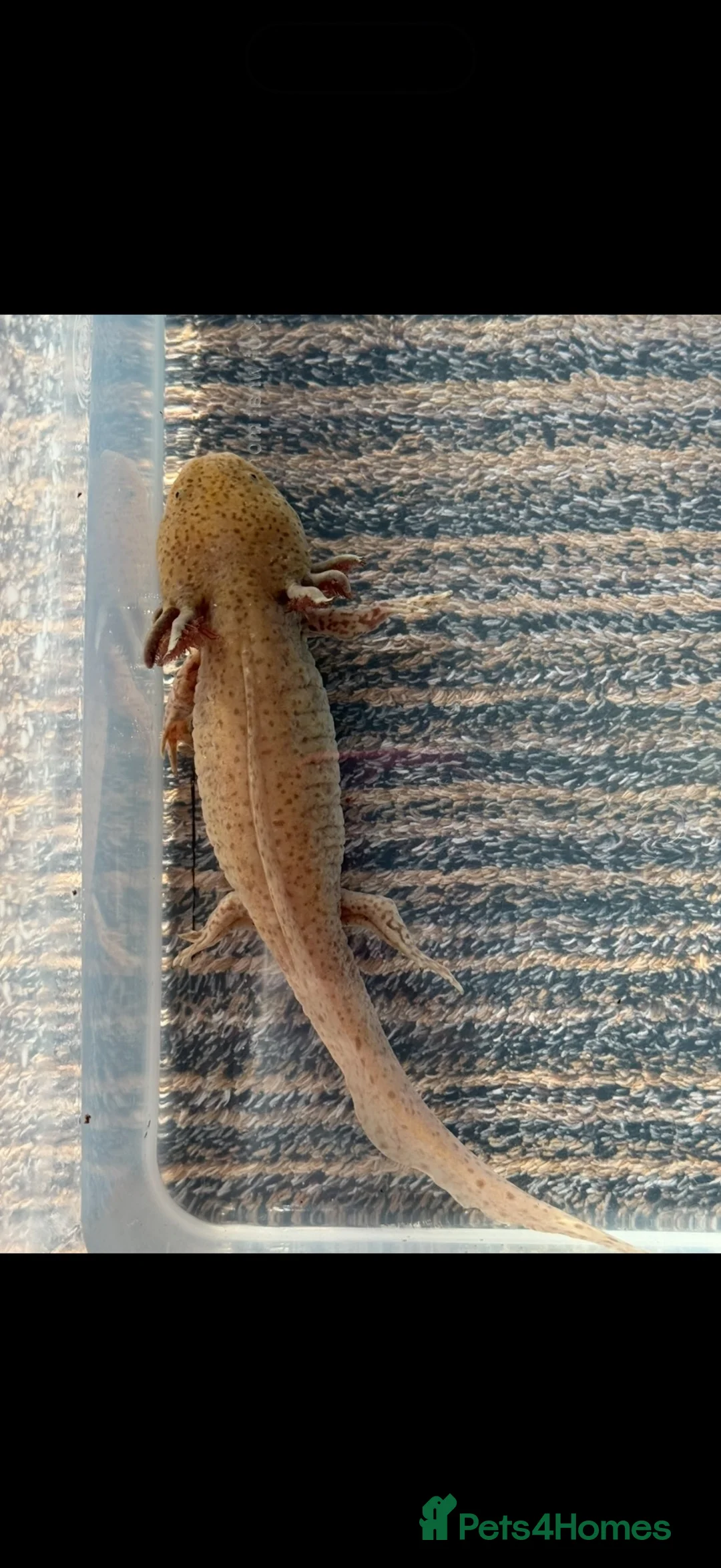 Axolotl reptiles for sale: Axolotl  - Advert 3