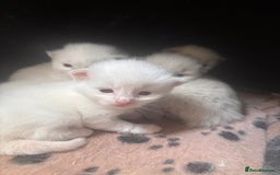 Ragdoll cats for sale: Ragdoll Kittens  - Image 3