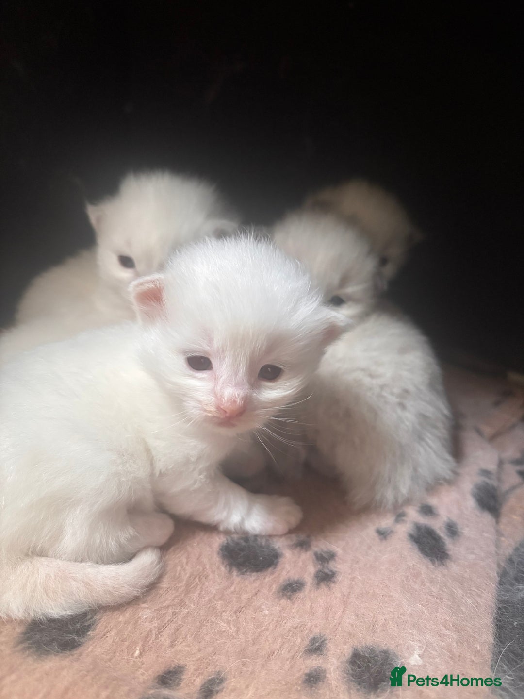 Ragdoll cats for sale: Ragdoll Kittens  - Image 3