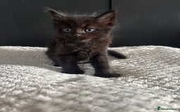 Mixed Breed cats for sale: Kittens for sale  - Image 3